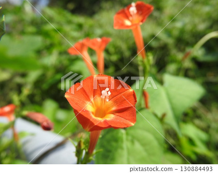 Marubuko sou Marubuko sou 130884493