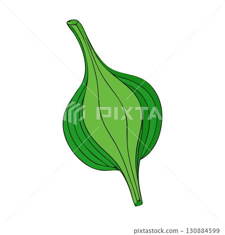 Water Spinach Flower Bud Vector Illustration. 130884599