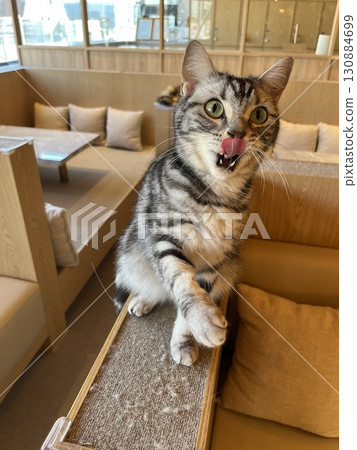 一隻貓盯著你 一隻貓盯著你 130884699