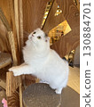 可愛的白色小貓 130884701