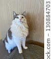 一隻貓抬頭 130884703