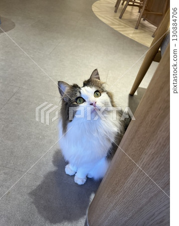 椅子旁邊的貓 椅子旁邊的貓 130884706