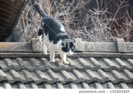 Black and white cat walking on the roof Black and white cat walking on the roof 130884885