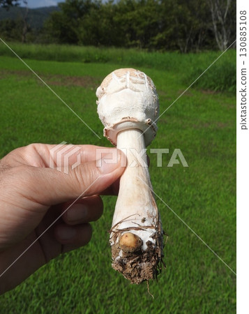 毒菇「Oshirokaranasatake」的幼菇 130885108