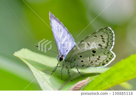 Close-up of Sugitani Shijimi butterfly Close-up of Sugitani Shijimi butterfly 130885118
