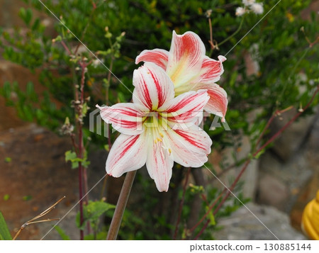 孤挺花花 孤挺花花 130885144