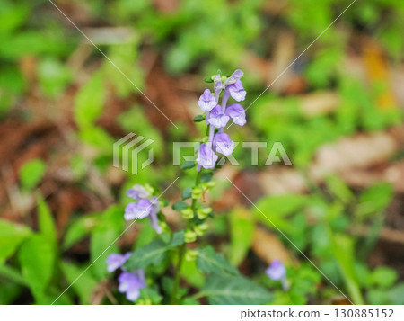 Scenery with Scutellaria indica Scenery with Scutellaria indica 130885152