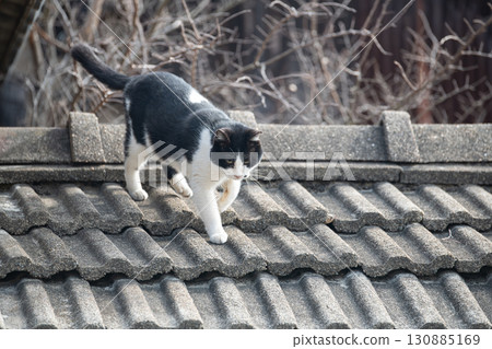 Black and white cat walking on the roof Black and white cat walking on the roof 130885169