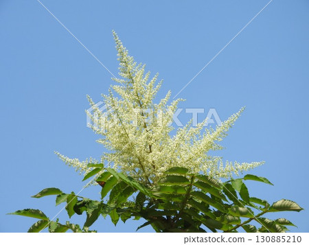 "Rhus ulmoides" flowers blooming in midsummer 130885210