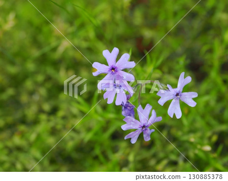 苔蘚福祿考風景 130885378