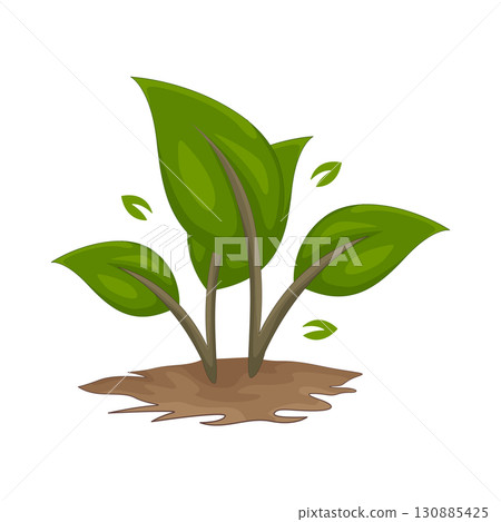 Illustration of plant 130885425