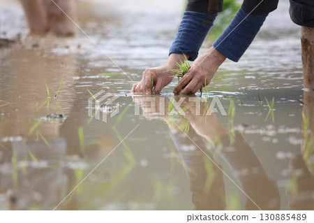 A woman planting rice 130885489