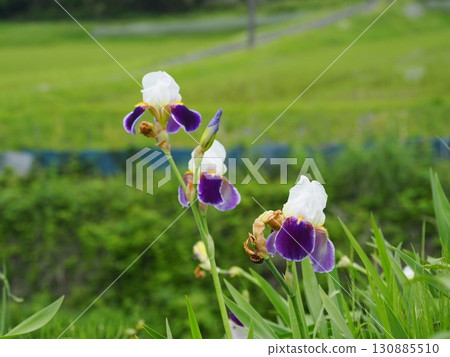 風景與德國鳶尾 130885510