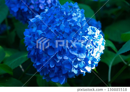 藍色繡球花 藍色繡球花 130885518