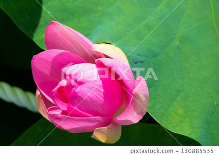 開花的蓮花 130885535