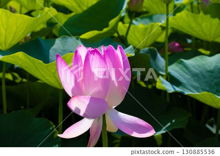 風景與蓮花 130885536