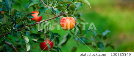 Delicious looking bright red apples 130885549