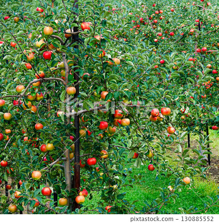 Delicious looking bright red apples 130885552