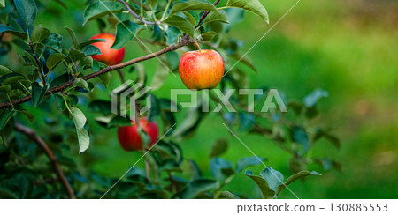 Delicious looking bright red apples Delicious looking bright red apples 130885553