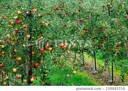 Delicious looking bright red apples Delicious looking bright red apples 130885558