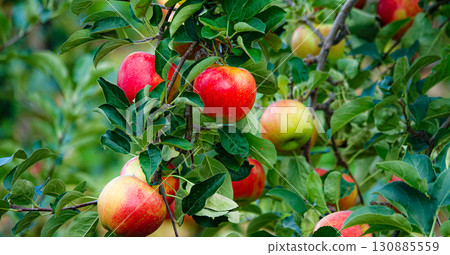 Delicious looking bright red apples Delicious looking bright red apples 130885559