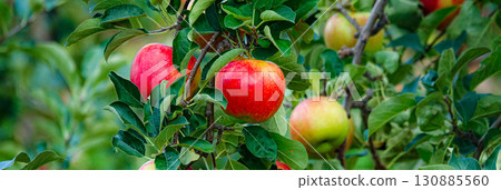 Delicious looking bright red apples Delicious looking bright red apples 130885560