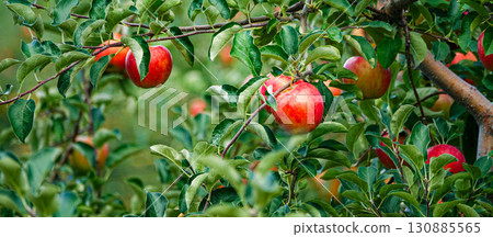 Delicious looking bright red apples 130885565