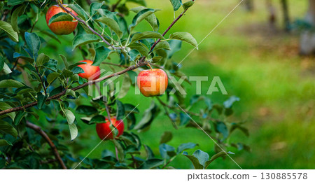 看起來美味的鮮紅蘋果 看起來美味的鮮紅蘋果 130885578