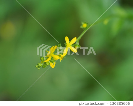 Yellow flowers of Agrimony japonica Yellow flowers of Agrimony japonica 130885606