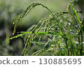Close-up of ripe rice 130885695