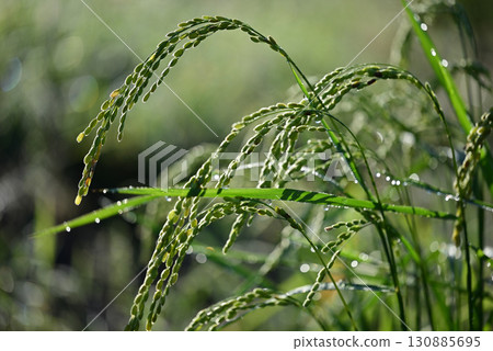 Close-up of ripe rice 130885695