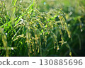 Close-up of ripe rice 130885696
