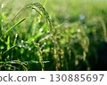 Close-up of ripe rice 130885697