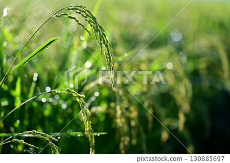 Close-up of ripe rice 130885697