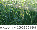Close-up of ripe rice 130885698