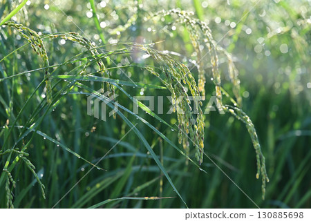 Close-up of ripe rice 130885698