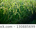 Close-up of ripe rice 130885699