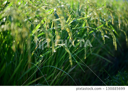 Close-up of ripe rice 130885699