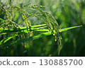 Close-up of ripe rice 130885700