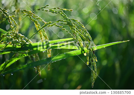 Close-up of ripe rice 130885700
