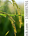 Close-up of ripe rice 130885701