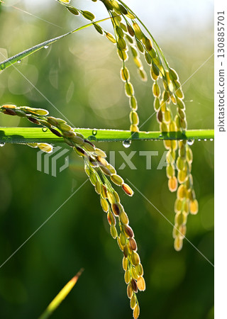 Close-up of ripe rice 130885701