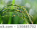 Close-up of ripe rice 130885702