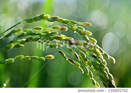 Close-up of ripe rice 130885702