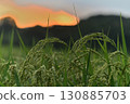 Close-up of the morning sky and ripe rice 130885703