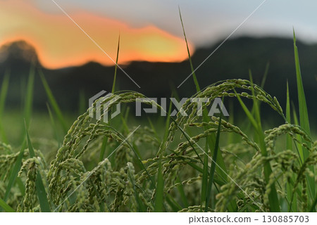 Close-up of the morning sky and ripe rice 130885703
