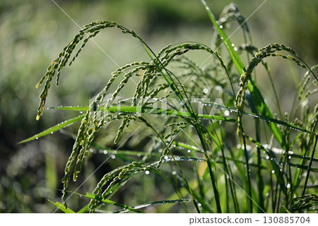Close-up of ripe rice 130885704