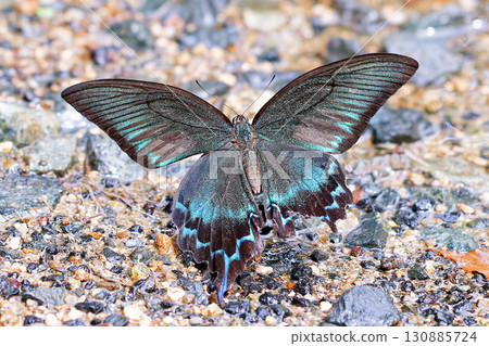 A crow's swallowtail 130885724