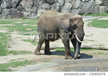 走非洲大象 130885878