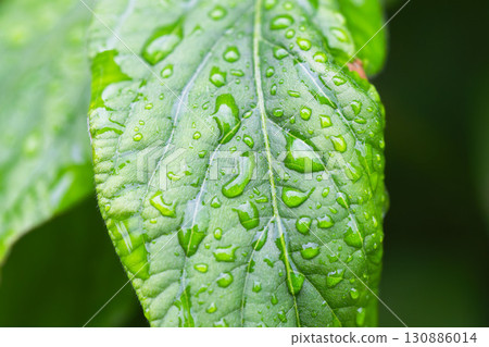 Summer rain: Drops shining on the grass blades 01 Summer rain: Drops shining on the grass blades 01 130886014